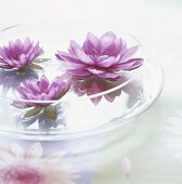 Water lilies in a glass container filled with water