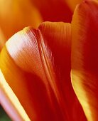 Red and yellow tulip petal