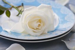 A place setting with a white rose