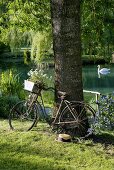 Old bicycle leaning against tree in romantic garden