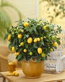 Kumquatpflanze im Blumentopf (Citrus x Fortunella Lemon)