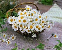 Freshly picked ox-eye daisies in a basket