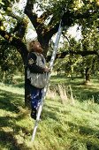 Mann steigt auf die Leiter bei der Apfelernte