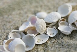 Empty shells on beach