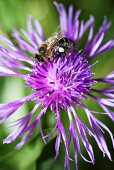 Wiesenflockenblume mit Biene