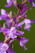 Fragrant orchid with blossom (close up)