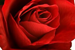 Rote Rose (Close Up)