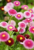 Pink and red daisies in a garden