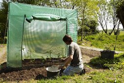 Man planting tomatoes in a tomato greenhouse