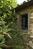 Busch am Haus mit vergittertem Fenster in Natursteinfassade
