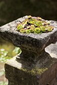 Plants in a weathered stone bowl