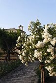 Gartenweg mit weißem Rosenbusch und Blick auf Glockenturm