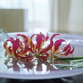 Gloriosa-Blüten auf weisser Schale