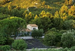 A view of a Mediterranean country house in a pine grove by sunset