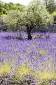Olive trees in a sea of flowering lavender