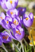 Crocuses (close-up)