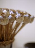 A detail of an arrangement of dried poppy seed heads in steel pot