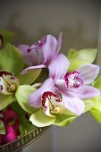 Orchid flower