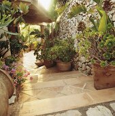 Terrakottatöpfe mit Sukkulenten auf der Treppe einer spanischen Villa