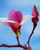 Magnolias (close-up)
