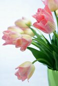 Bunch of pink tulips