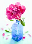 A peony in a blue vase