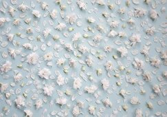 weiße Ritterspornblüten (bildfüllend)