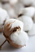 Baumwolle: Reife Baumwollkapseln