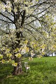 Weisser Holzstuhl mit Salat und Radieschen unter blühendem Kirschbaum