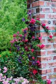 Climbing roses and clematis on a brick wall