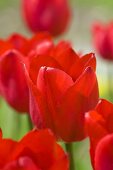 Rote Tulpenblüten (Nahaufnahme)