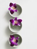 Orchid flowers in small porcelain bowls