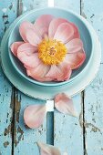 Peony in blue soup plate