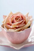 Rosenblüte in rosa Schale