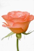 Orange rose