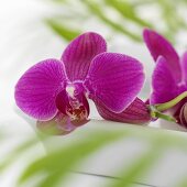 Violette Orchideen in weisser Schale