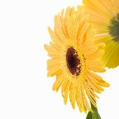 Yellow gerbera with drops of water