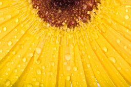 Yellow gerbera with drops of water (Close up)