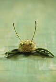 Crab made from plane tree seed capsule, plant stems and ribwort plantain seed heads