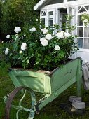White, heritage rose planted in old, wooden wheelbarrow