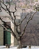 Cherry tree with pink blossom in a courtyard with contemporary architecture