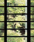 Blick durch modernes Fenster mit Sprossen in Wald