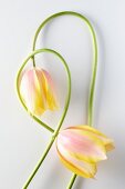 Two tulips with stems (Tulipa Blushing Lady)