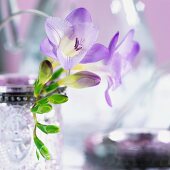 Purple freesia flowers in a vase