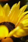 Sunflowers (helianthus annuus)