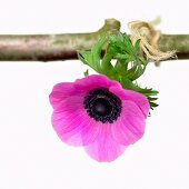 A pink anemone hanging from a twig