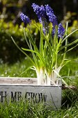 Grape hyacinths in a wooden container in a garden
