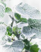 Frost on ivy leaves