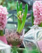 A hyacinth with buds in a glass pot