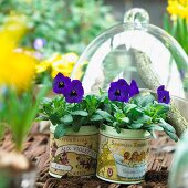 Pansies in old fashioned tins